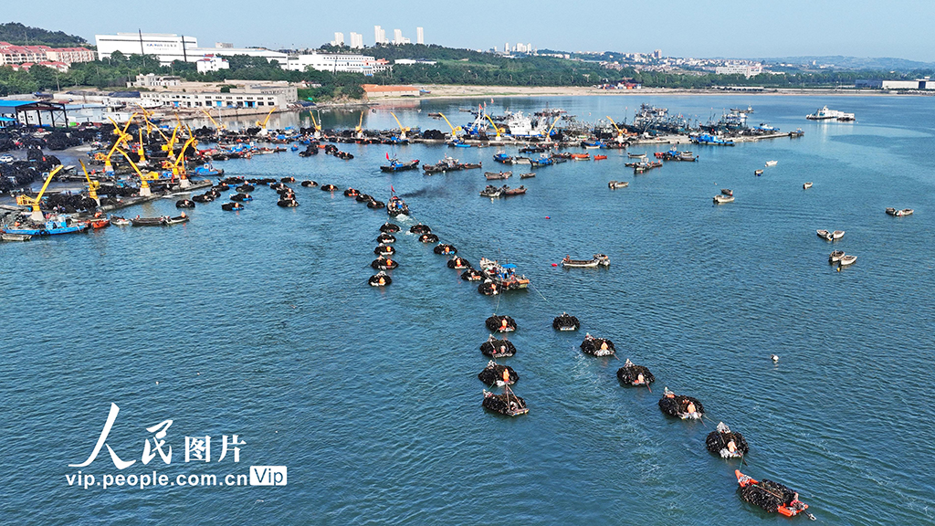 山東榮成:海帶收獲逾七成【2】