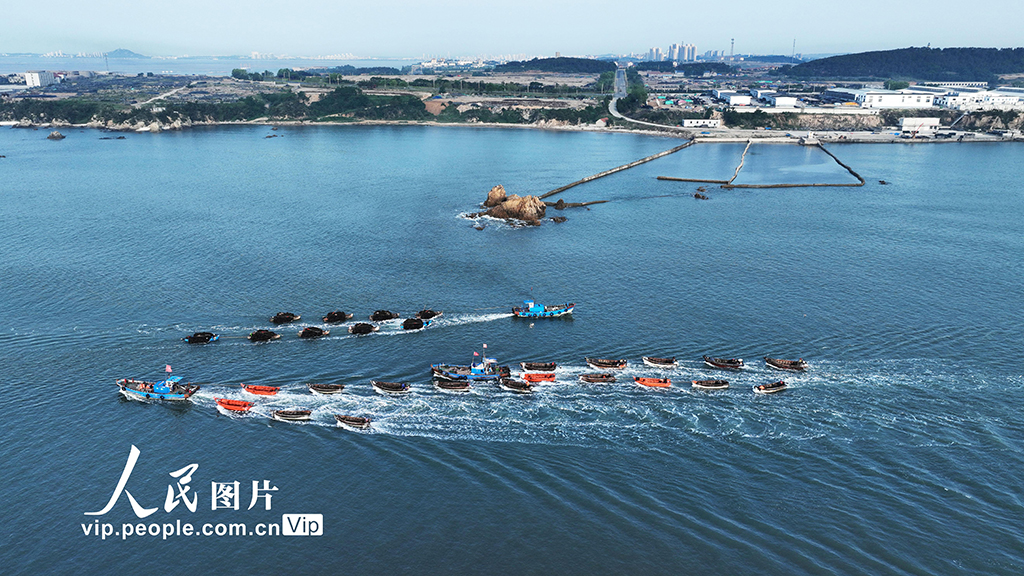 山東榮成:海帶收獲逾七成【5】