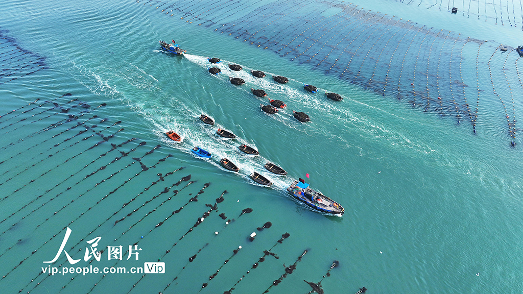 山東榮成:海帶收獲逾七成【3】