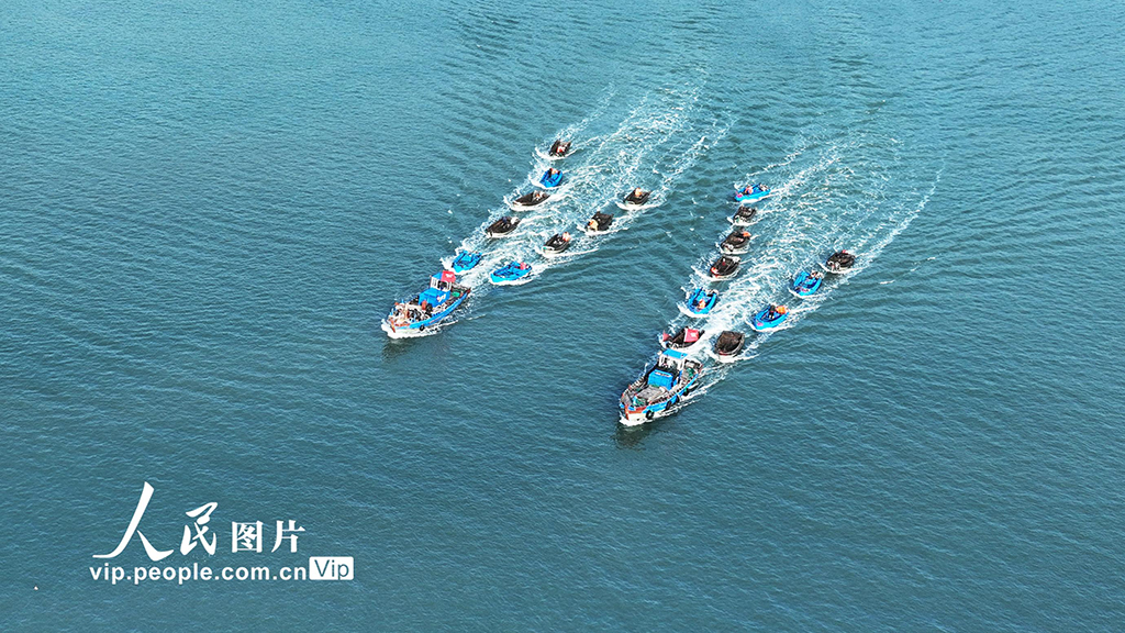 山東榮成:海帶收獲逾七成【6】