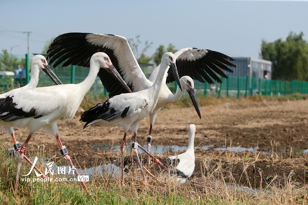 江蘇揚州:6只東方白鸛放歸自然【2】