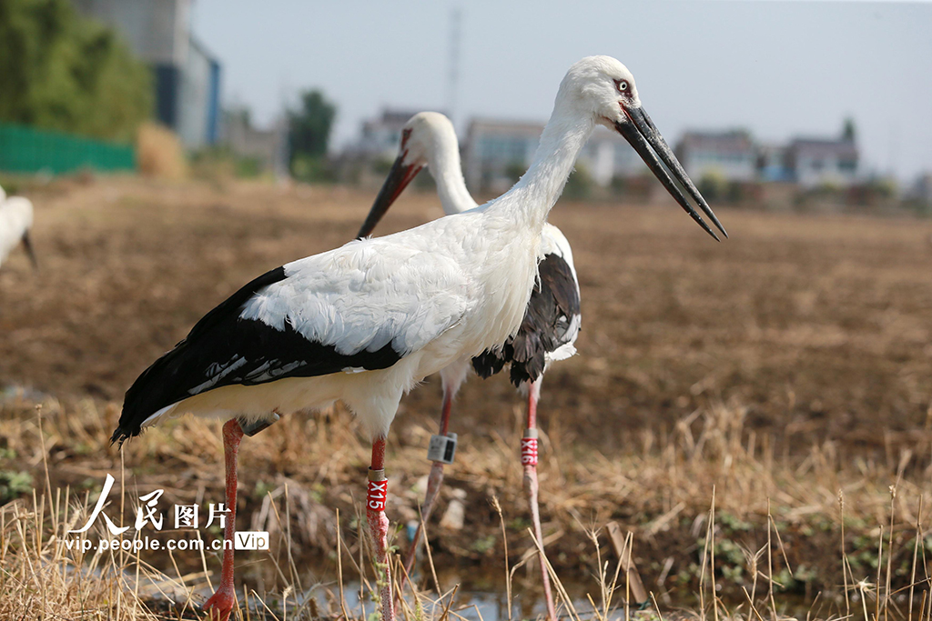 江蘇揚州:6只東方白鸛放歸自然【3】
