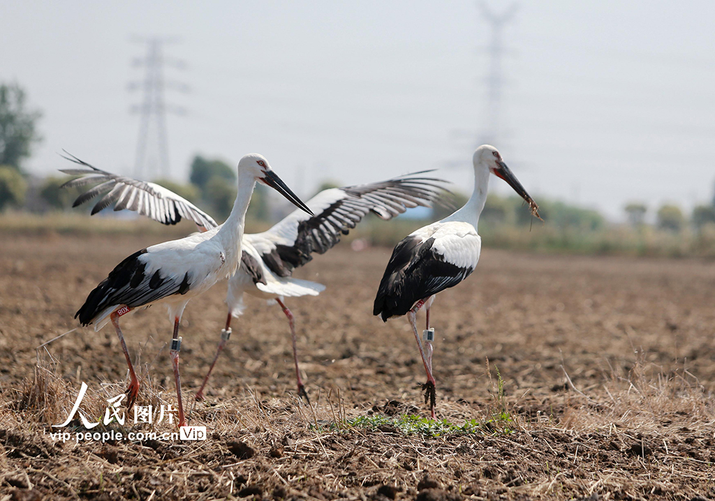 江蘇揚州:6只東方白鸛放歸自然【4】