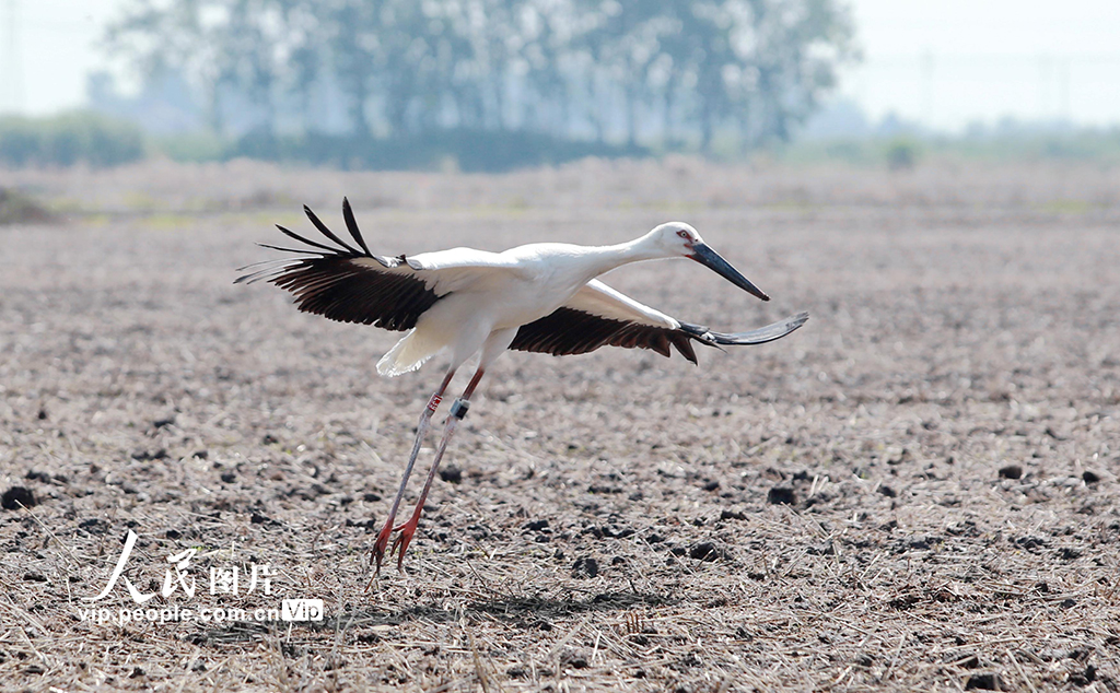 江蘇揚州:6只東方白鸛放歸自然【5】