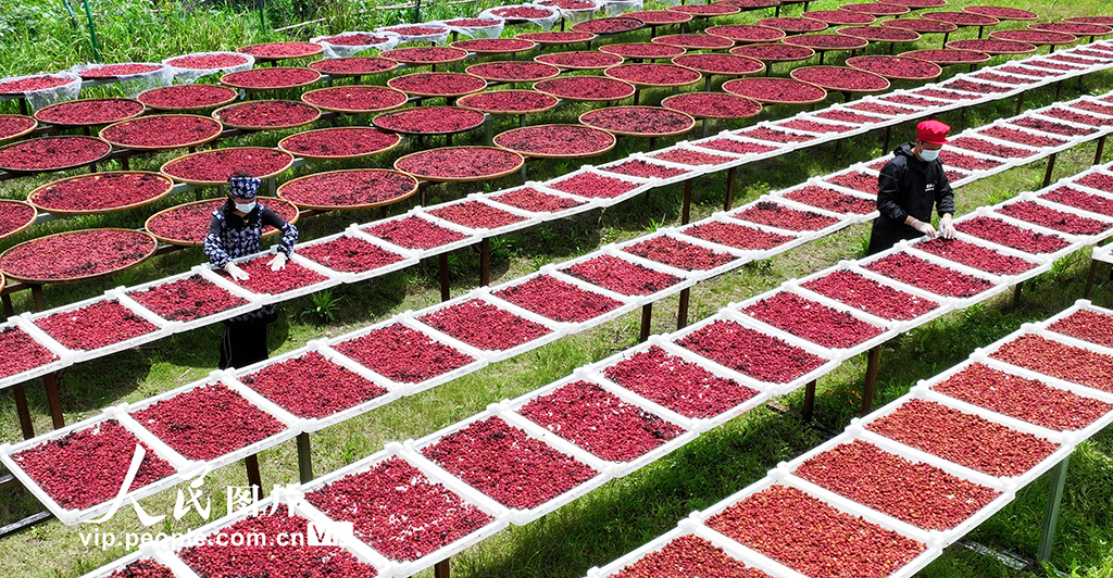 2025年6月17日，銅鼓縣溫泉鎮銅鄉匯鄉村特產手工坊員工正在曬制楊梅干美食。