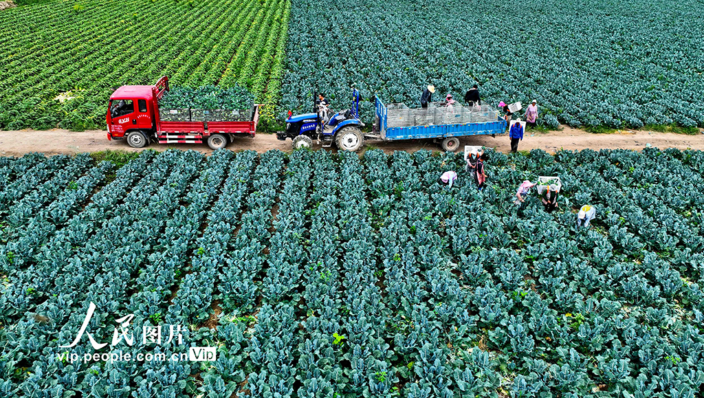 甘肅臨澤:采收西蘭花【3】