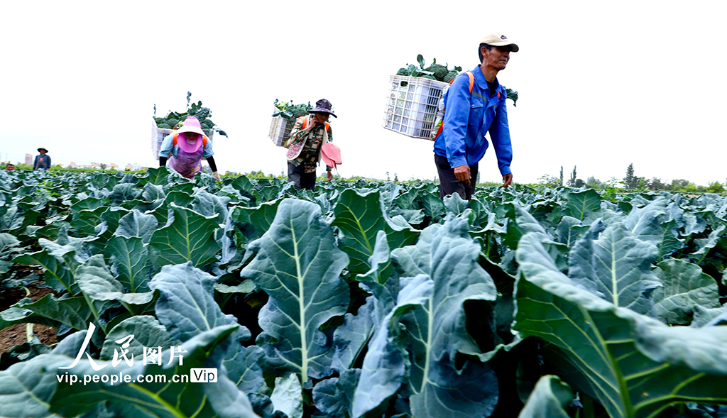 甘肅臨澤:采收西蘭花【4】