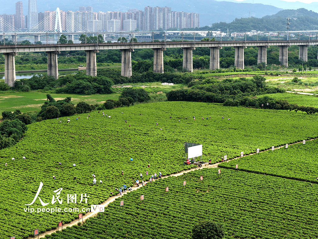 福建閩侯：采收茉莉花【4】