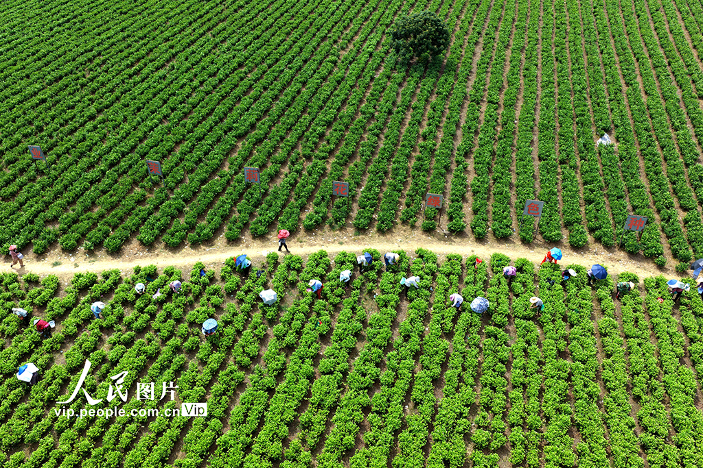 福建閩侯:采收茉莉花【5】