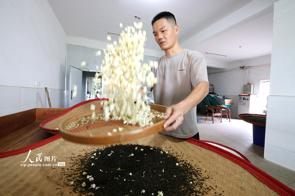 福建閩侯：采收茉莉花【2】