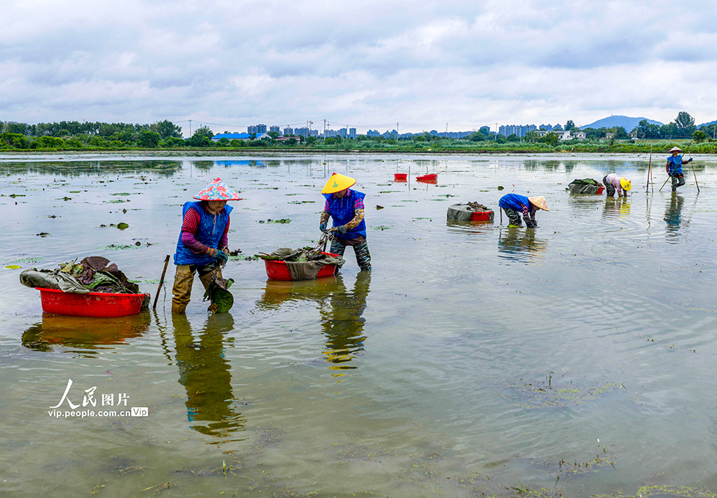 安徽廬江：夏至到 種芡實【2】