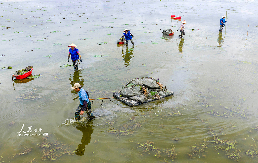 安徽廬江：夏至到 種芡實【3】