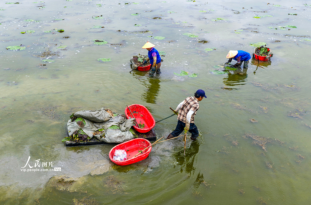 安徽廬江：夏至到 種芡實【4】