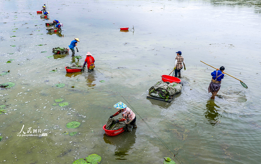 安徽廬江：夏至到 種芡實【5】