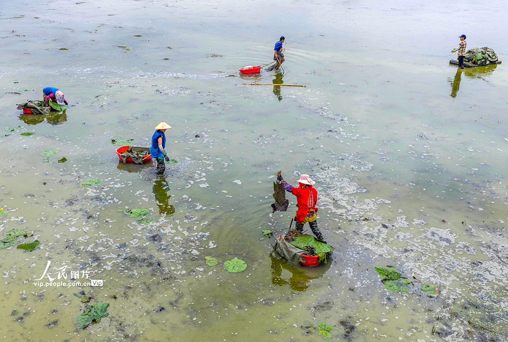 安徽廬江：夏至到 種芡實【6】