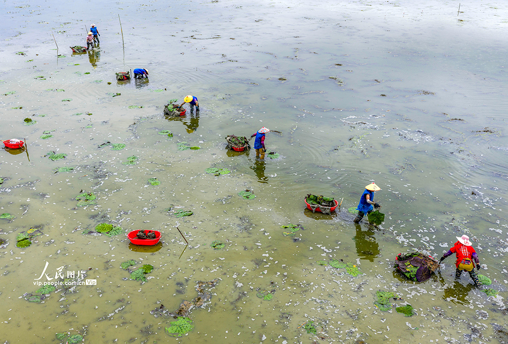 安徽廬江：夏至到 種芡實【7】