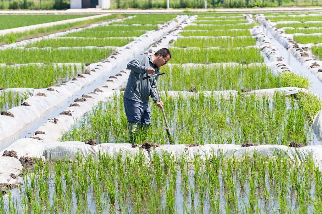 6月18日，在中國水稻研究所北方水稻研究中心的試驗田內，科研人員取耕層土樣。