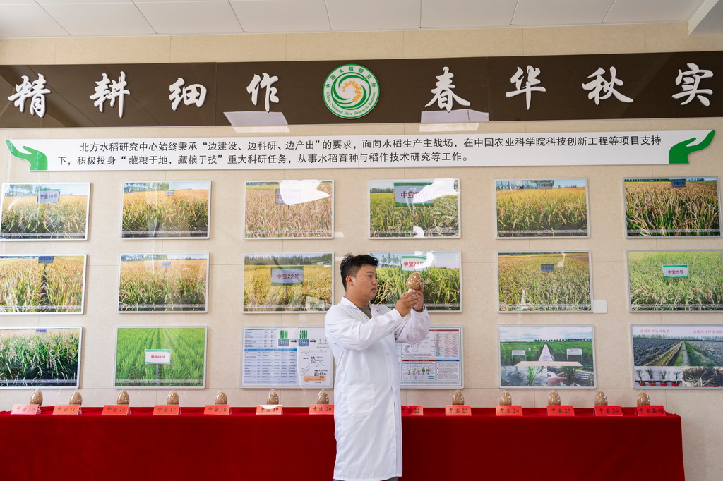 6月18日，在中國水稻研究所北方水稻研究中心，科研人員查看中心自主選育的水稻品系。