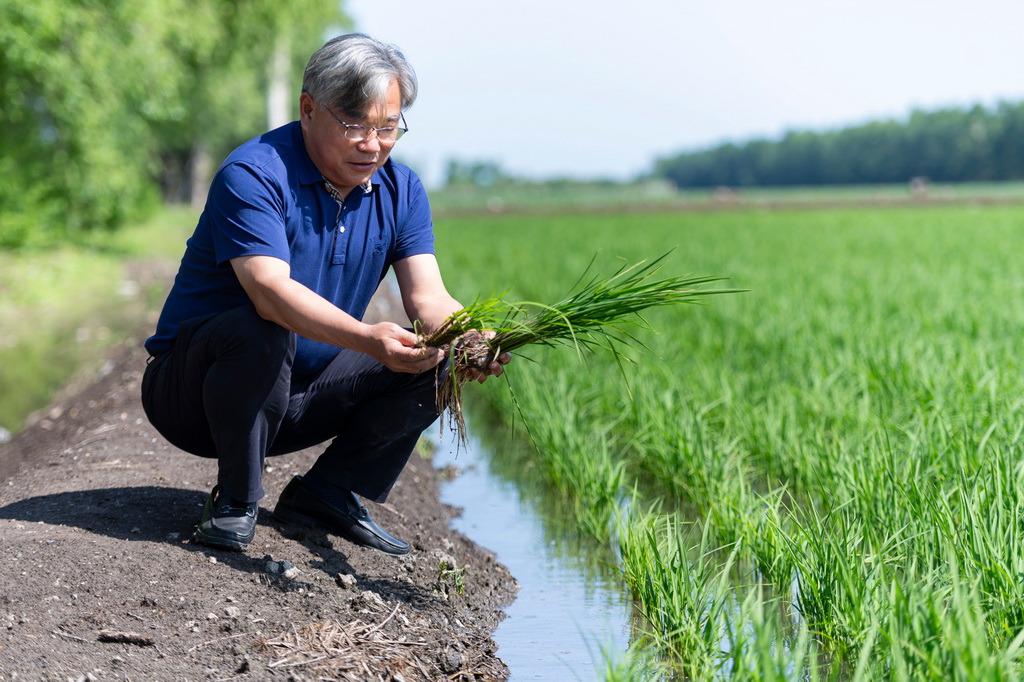 6月18日，在寶清縣一片水稻田旁，中國水稻研究所北方水稻研究中心主任曹立勇查看應用寒地水稻秸稈全量原位還田緩釋多效綜合技術的水稻與普通水稻的長勢差別。