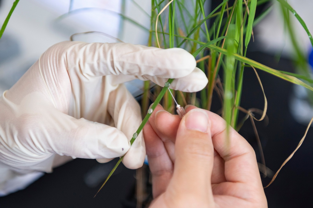 6月18日，在中國水稻研究所北方水稻研究中心，科研人員測試水稻對不同化合物的反應。