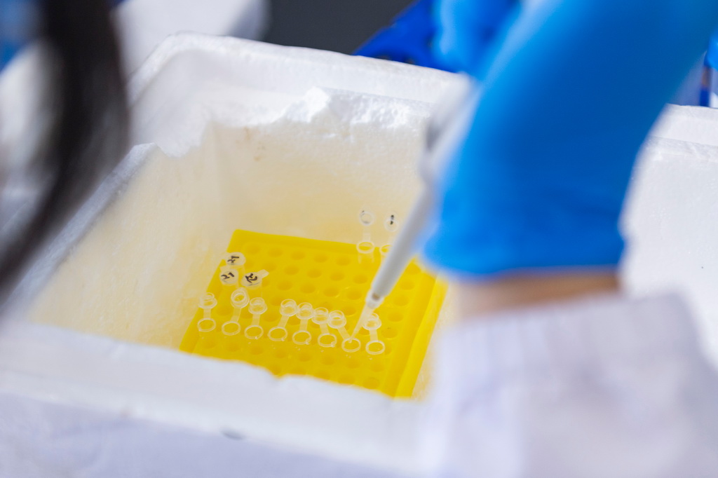 6月18日，在中國水稻研究所北方水稻研究中心，科研人員進行水稻相關基因克隆實驗。