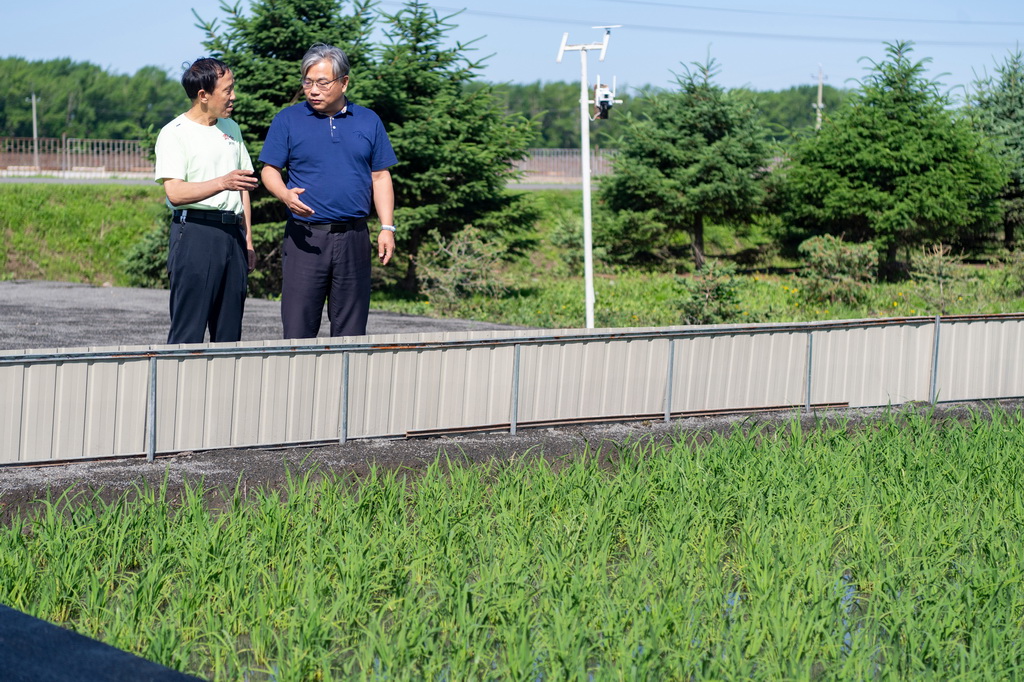 6月18日，在寶清縣一片水稻田旁，中國水稻研究所北方水稻研究中心主任曹立勇（右）和當地農場職工交流寒地水稻秸稈全量原位還田緩釋多效綜合技術應用情況。