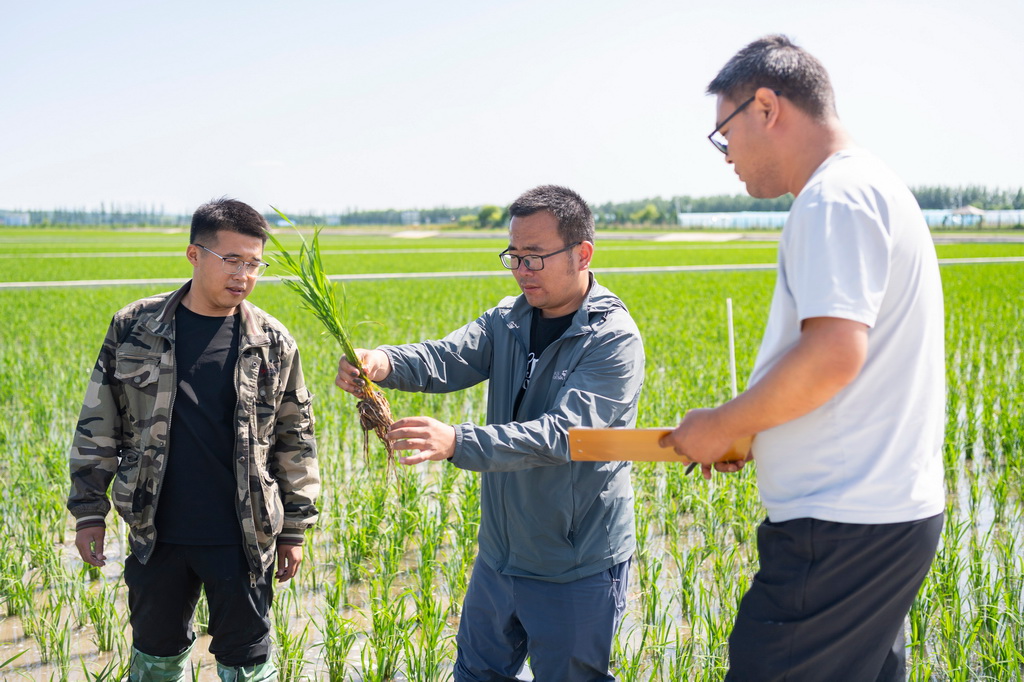 6月18日，在中國水稻研究所北方水稻研究中心的試驗田內，科研人員查看水稻根系生長情況。