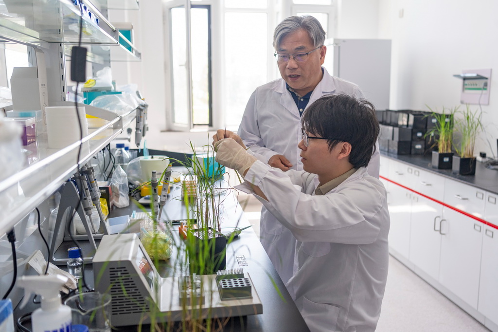 6月18日，在中國水稻研究所北方水稻研究中心，中心主任、研究員曹立勇（后）指導科研人員測試水稻對不同化合物的反應。