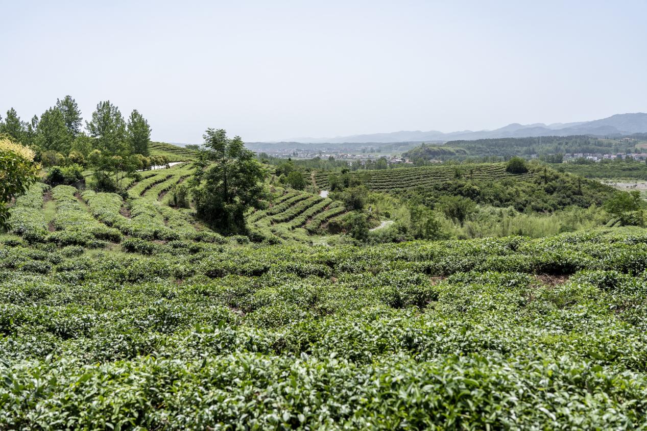 金融“及時雨”，助力產業興