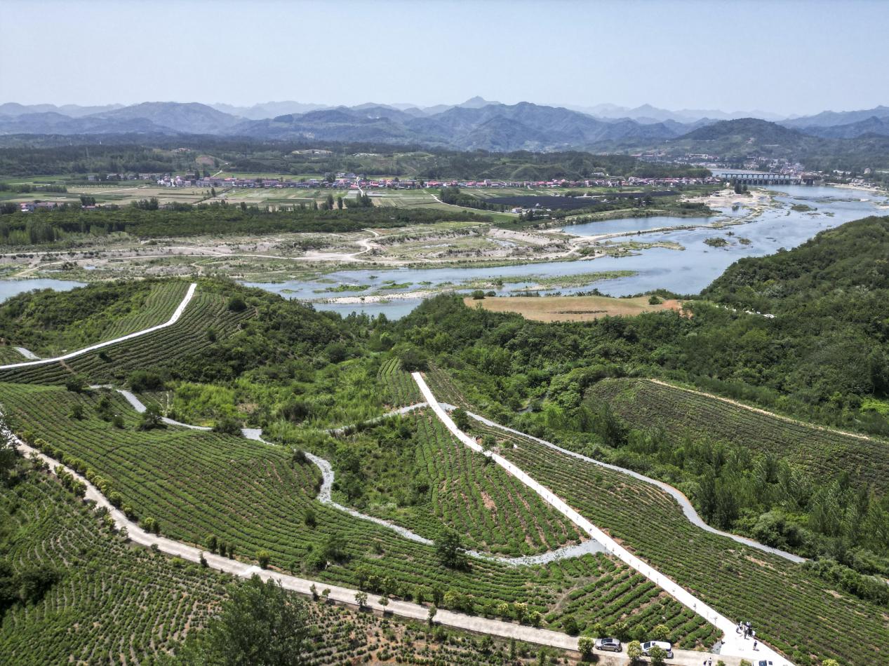 航拍視角下的湖北谷城縣南河鎮生態茶園。王劍攝