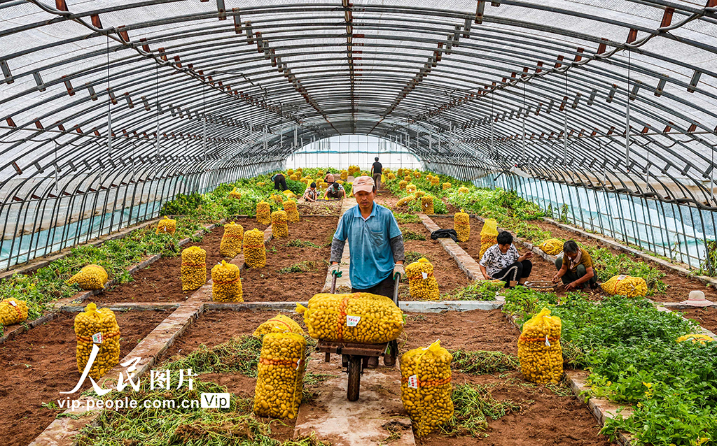 山東樂陵：馬鈴薯原原種喜獲豐收【2】