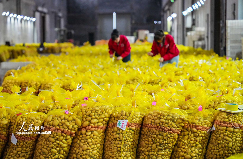 山東樂陵:馬鈴薯原原種喜獲豐收【3】