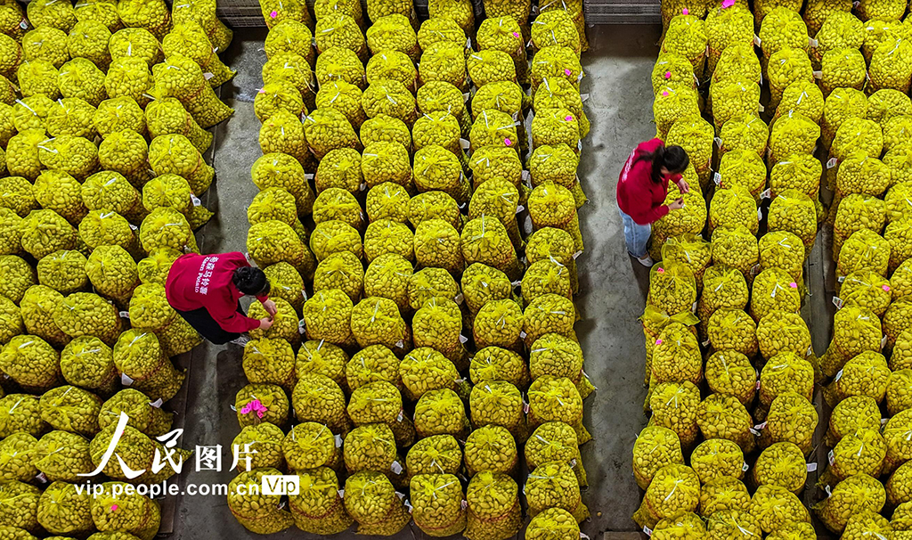山東樂陵:馬鈴薯原原種喜獲豐收【4】
