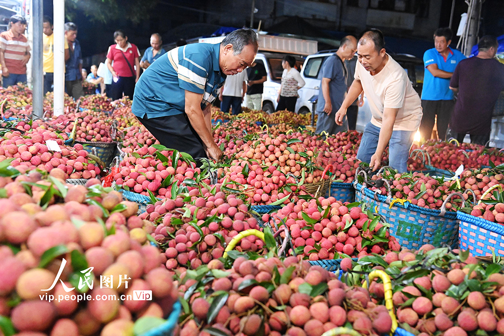 廣西合浦:荔枝交易火爆【2】