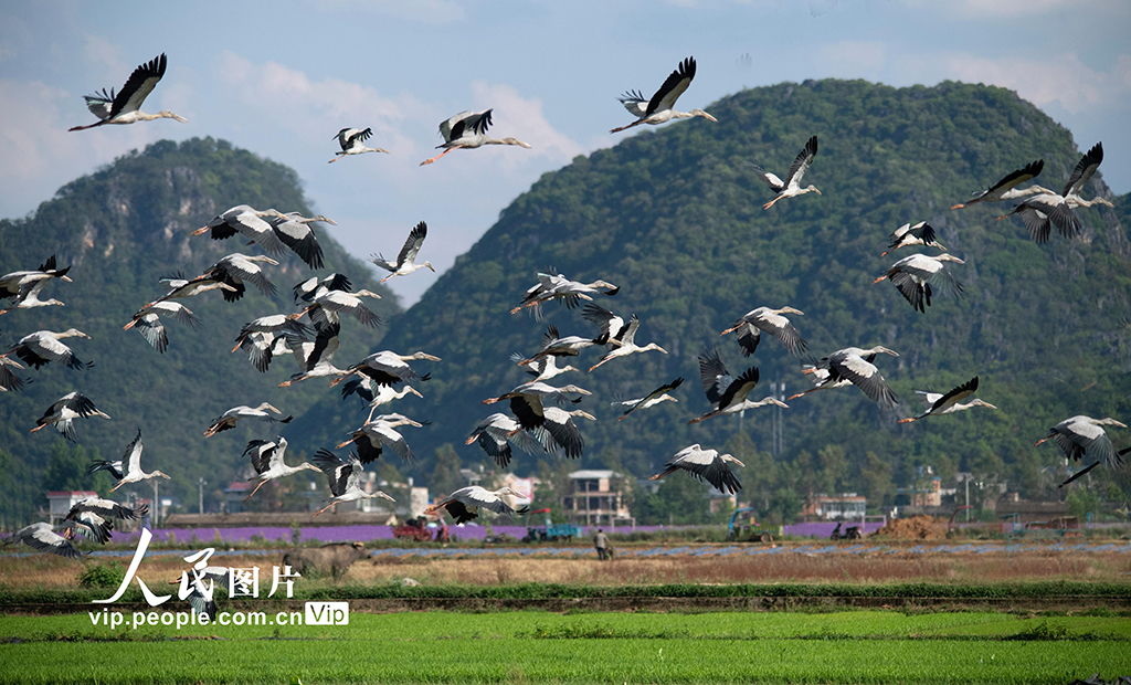 云南丘北:鉗嘴鸛 舞翩躚【2】