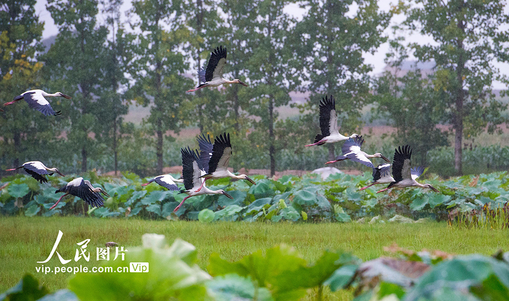云南丘北:鉗嘴鸛 舞翩躚【4】
