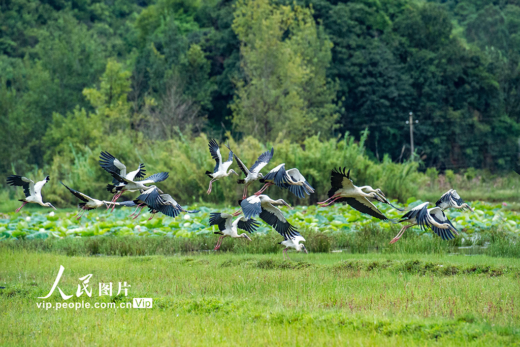 云南丘北:鉗嘴鸛 舞翩躚【5】