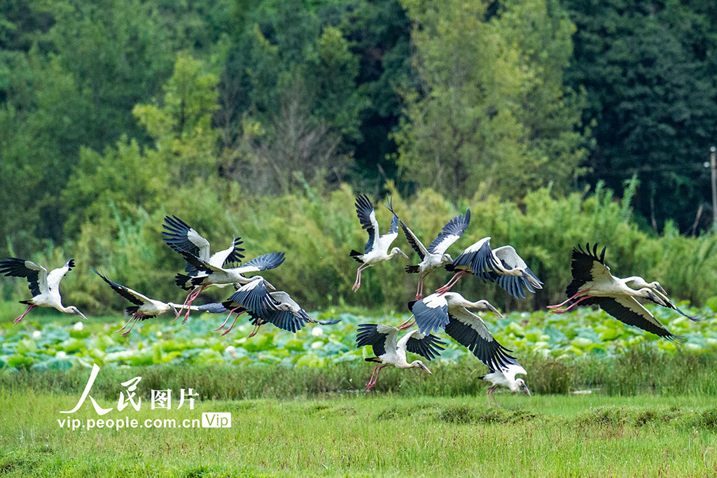 云南丘北:鉗嘴鸛 舞翩躚【6】