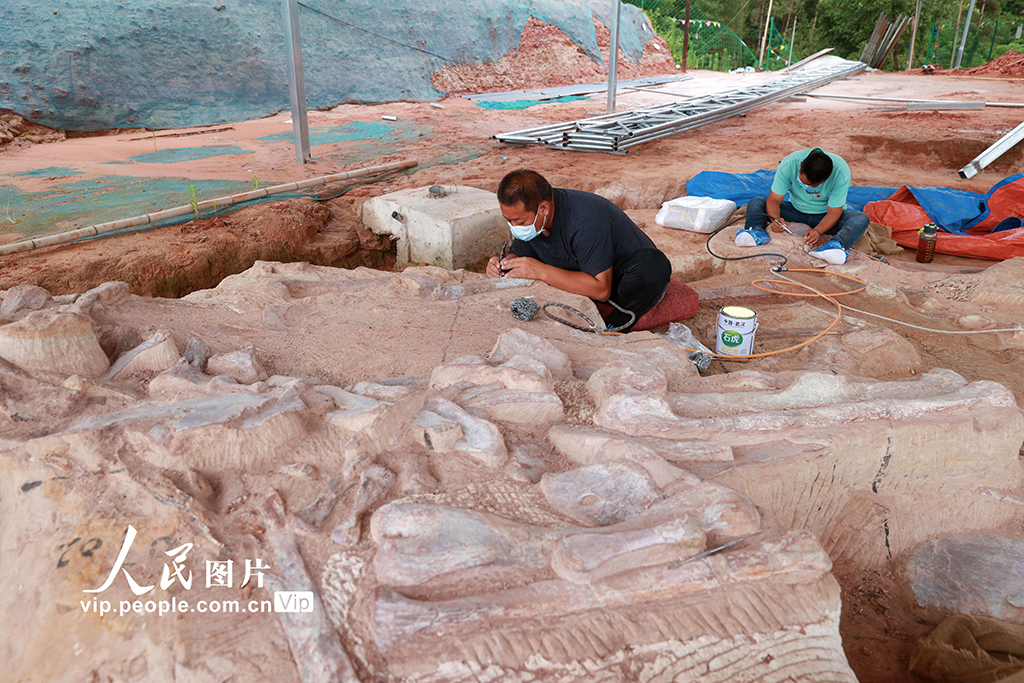 重慶黔江成為目前我國西南地區唯一白堊紀恐龍化石集群埋藏地【3】