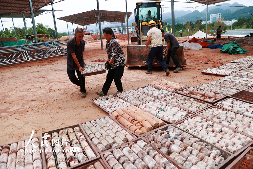 重慶黔江成為目前我國西南地區唯一白堊紀恐龍化石集群埋藏地【10】