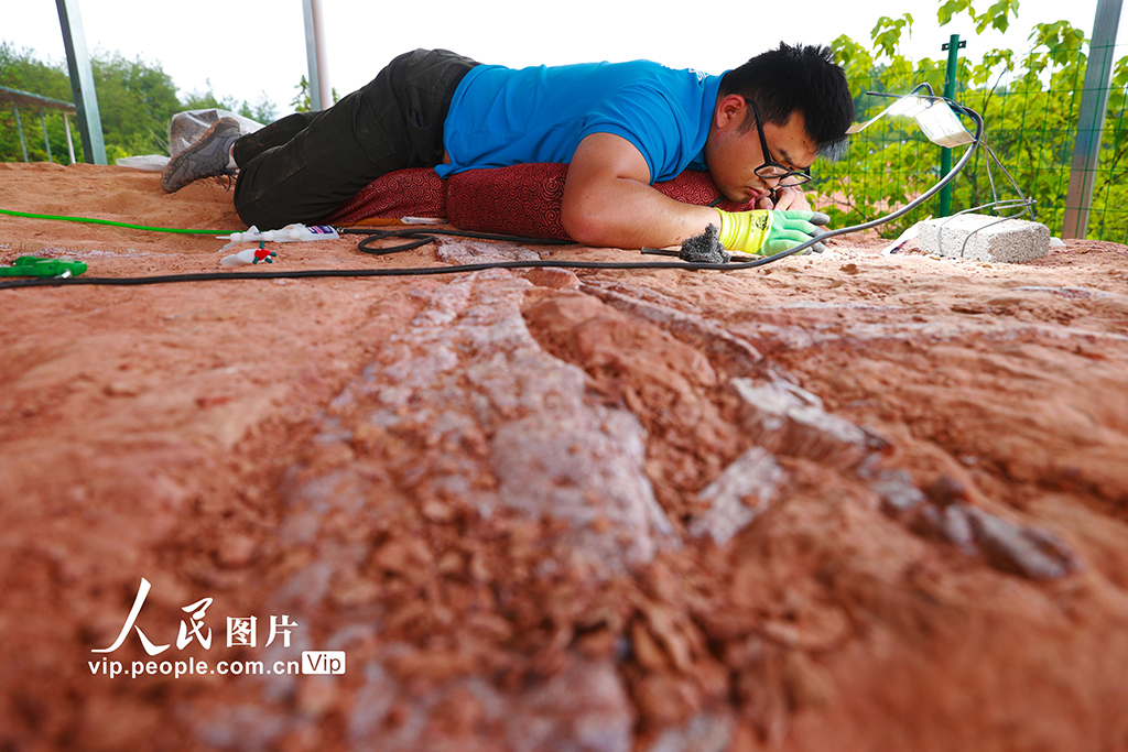 重慶黔江成為目前我國西南地區唯一白堊紀恐龍化石集群埋藏地【6】