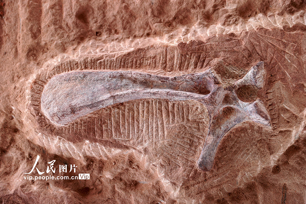 重慶黔江成為目前我國西南地區唯一白堊紀恐龍化石集群埋藏地【7】