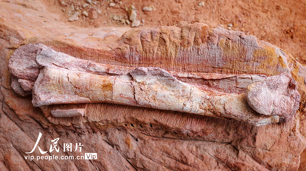 重慶黔江成為目前我國西南地區唯一白堊紀恐龍化石集群埋藏地【8】