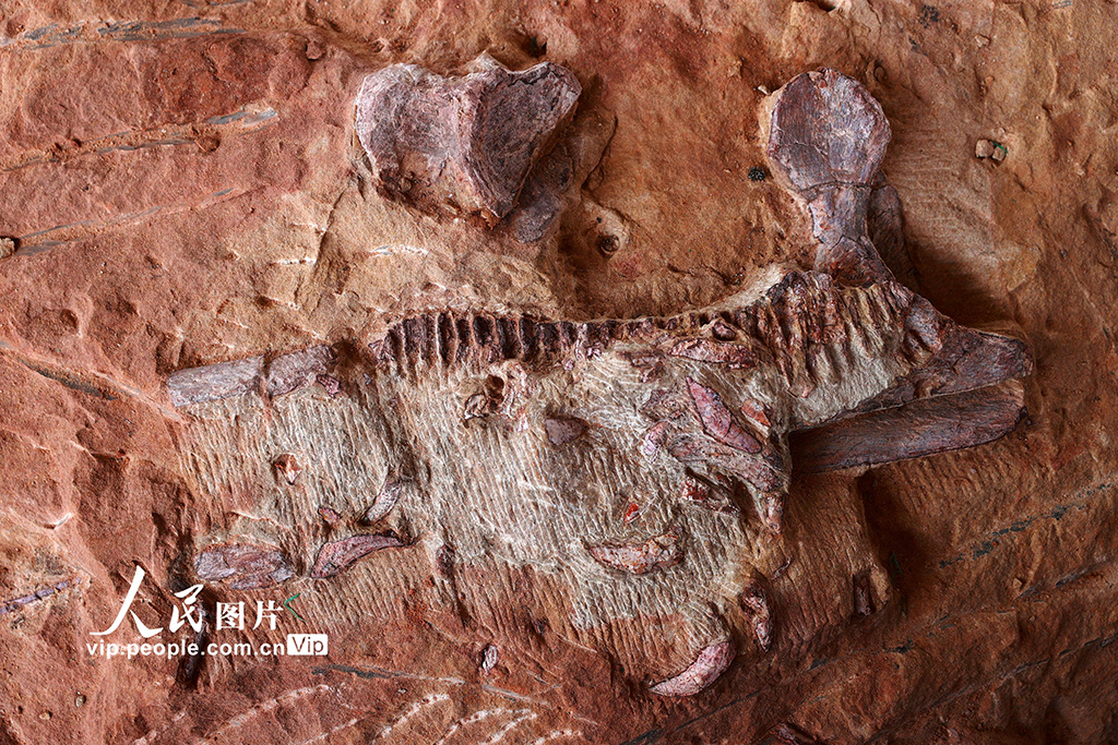 重慶黔江成為目前我國西南地區唯一白堊紀恐龍化石集群埋藏地【4】