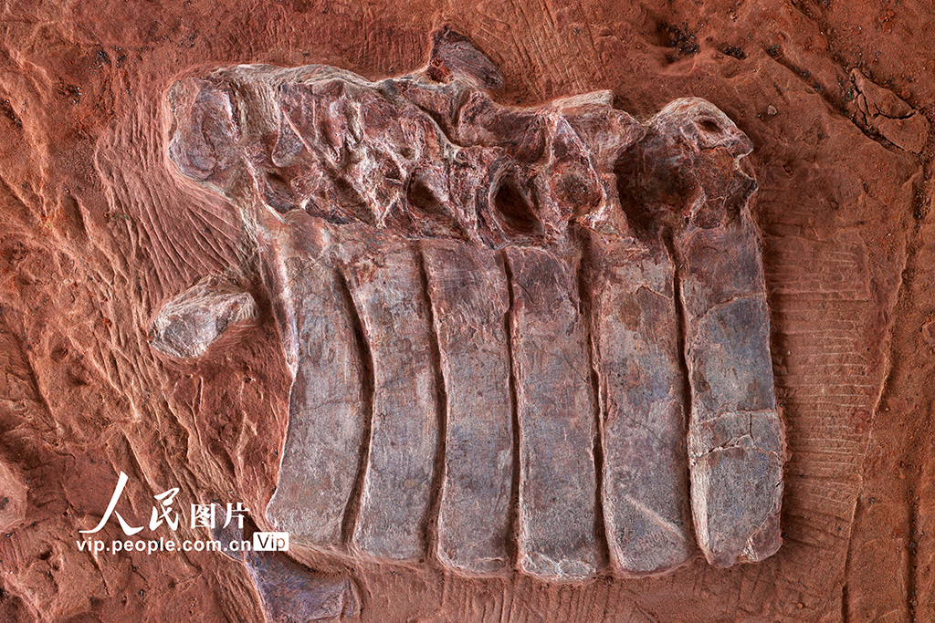 重慶黔江成為目前我國西南地區唯一白堊紀恐龍化石集群埋藏地【9】