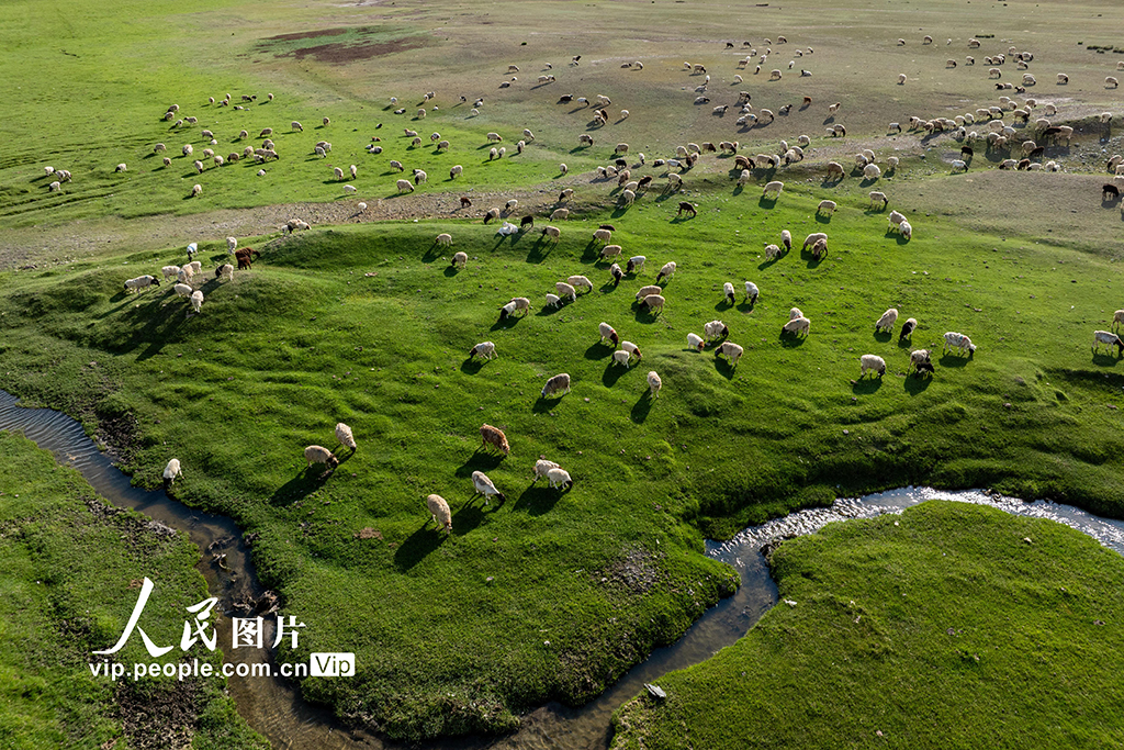 新疆和靜:巴音布魯克大草原美如畫【4】