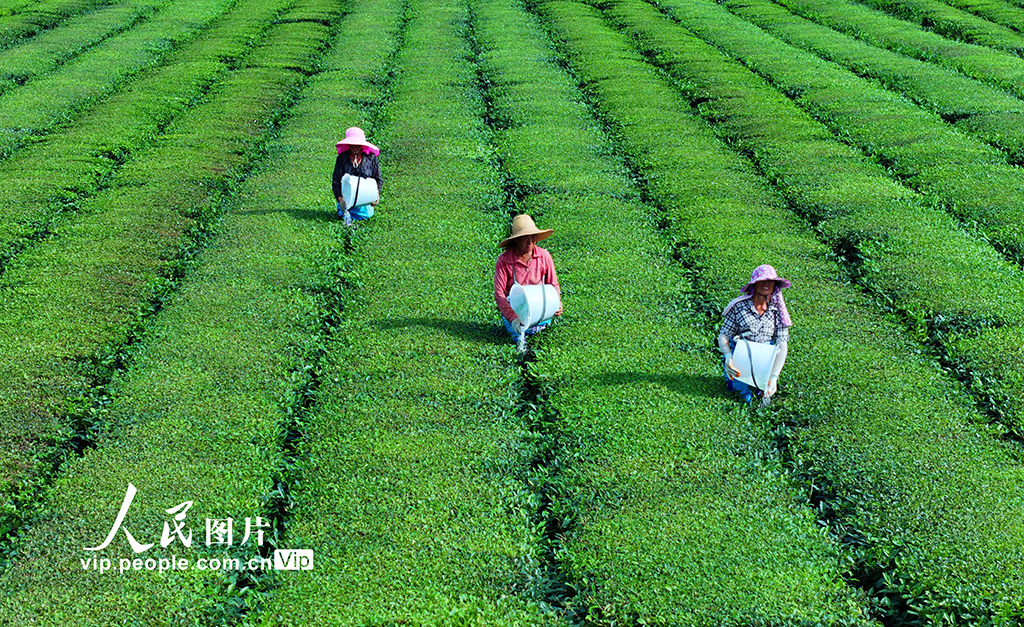 江西泰和：茶園施肥管護