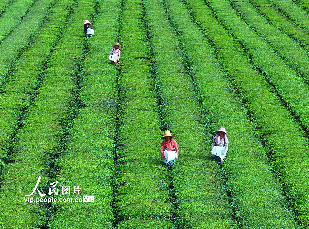 江西泰和:茶園施肥管護【2】