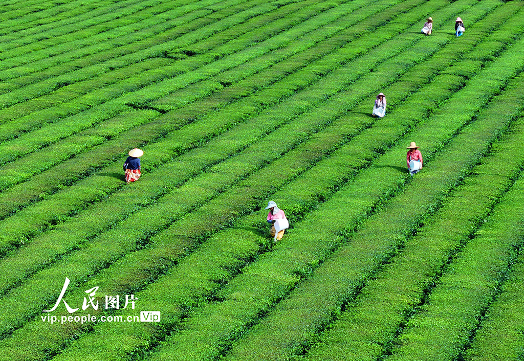 江西泰和:茶園施肥管護【4】