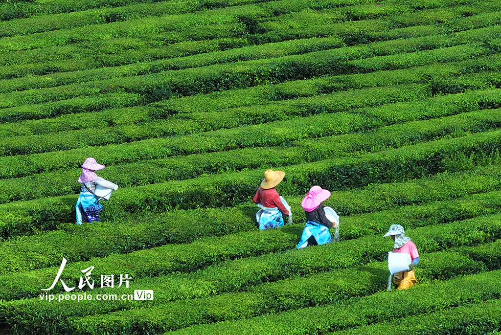 江西泰和:茶園施肥管護【5】